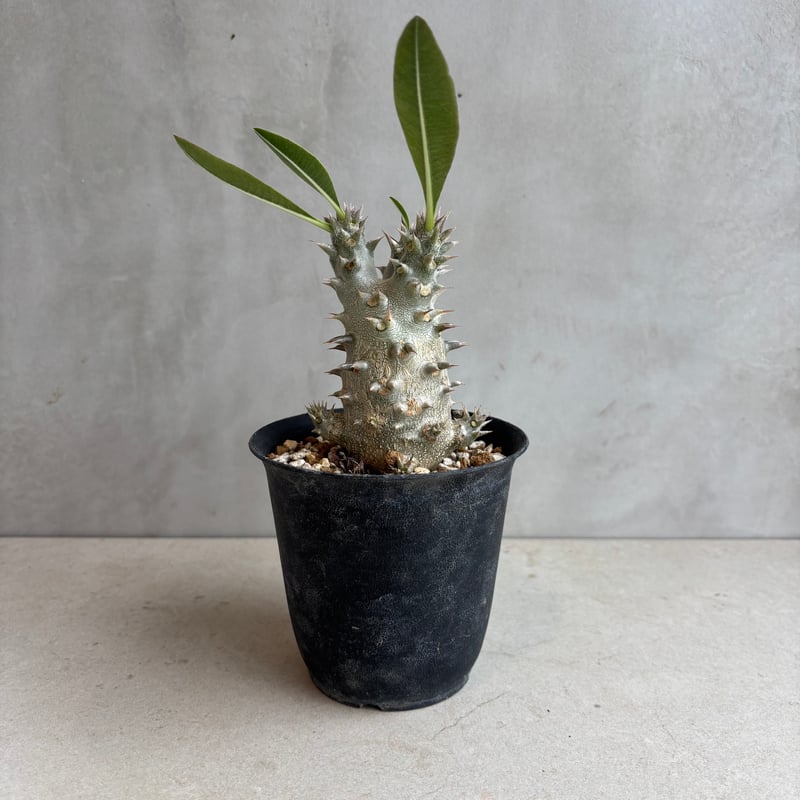 パキポディウム・ホロンベンセ 【実生】(24nov27.h08-16) | GOOD DAYS