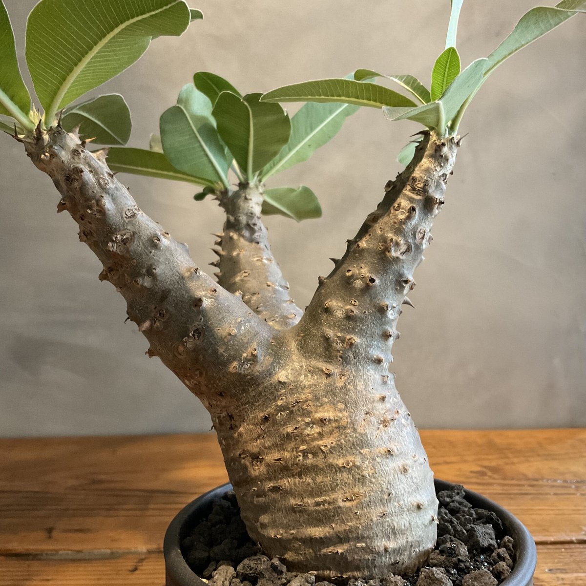 pachypodium makayense パキポディウム・マカイエンセ【GOODDAYS