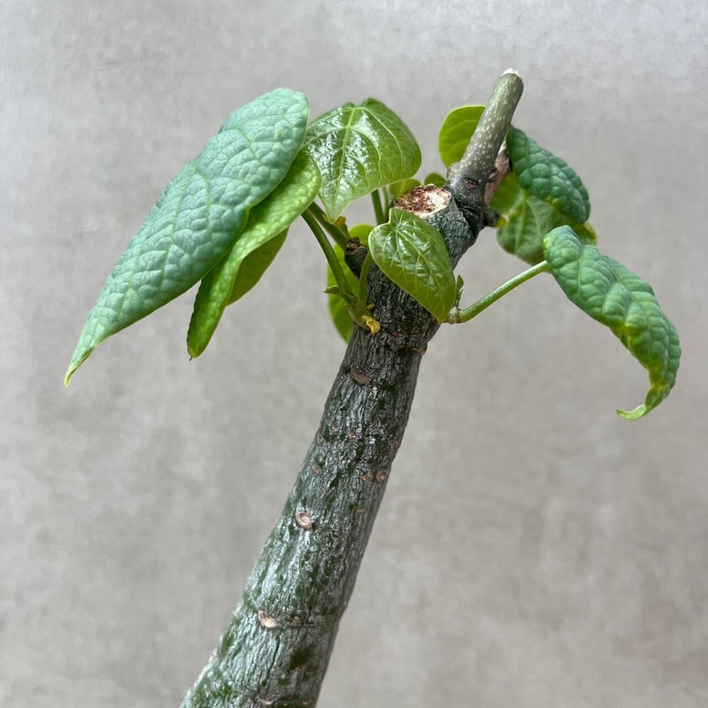 【お値引き❗️現地球/ 超希少❗️】アデニア フィリンガラベンシス アデニア フィリンガラベンシス【GOODDAYS/white鉢セット