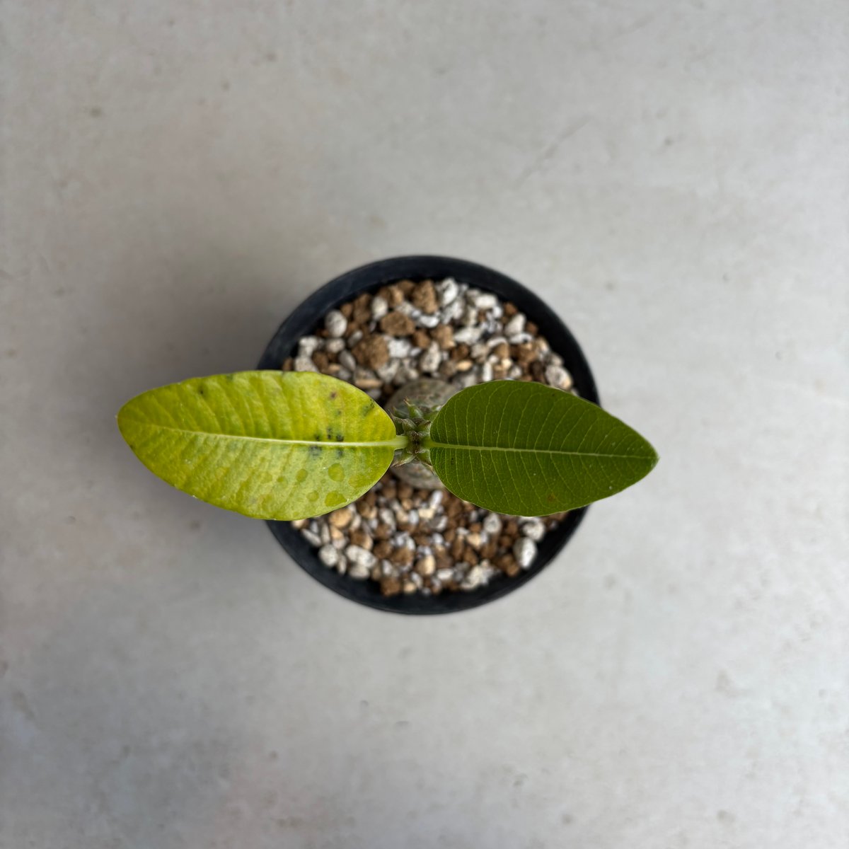 パキポディウム・ウィンゾリー 【実生】(24nov27.h11-3) | GOOD DAYS