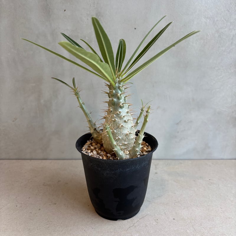 パキポディウム・グラキリス【実生】 (24nov27.h06-16) | GOOD DAYS