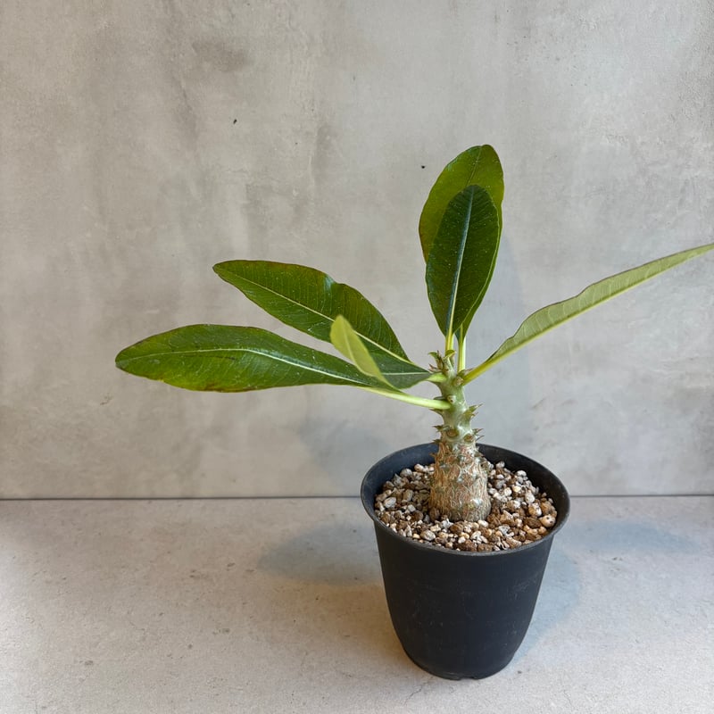 パキポディウム・ウィンゾリー 【実生】(24nov27.h11-12) | GOOD DAYS