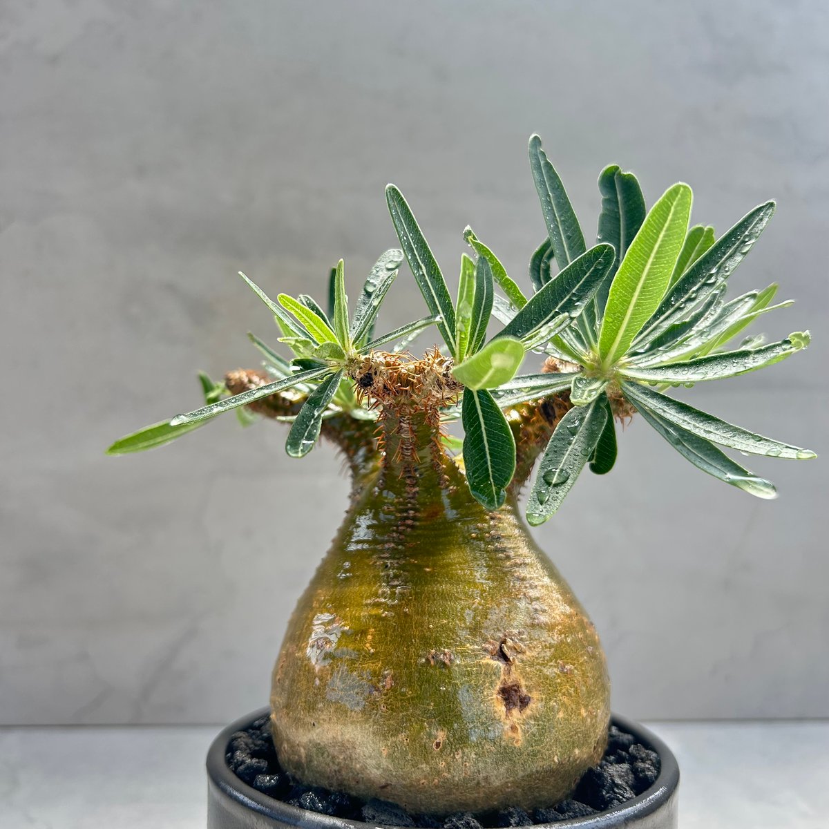 パキポディウム・グラキリス(24dec24.v01-57) | GOOD DAYS