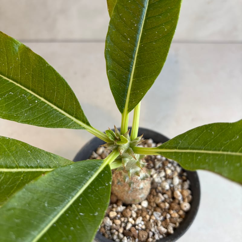 パキポディウム・ウィンゾリー 【実生】(24nov27.h11-12) | GOOD DAYS