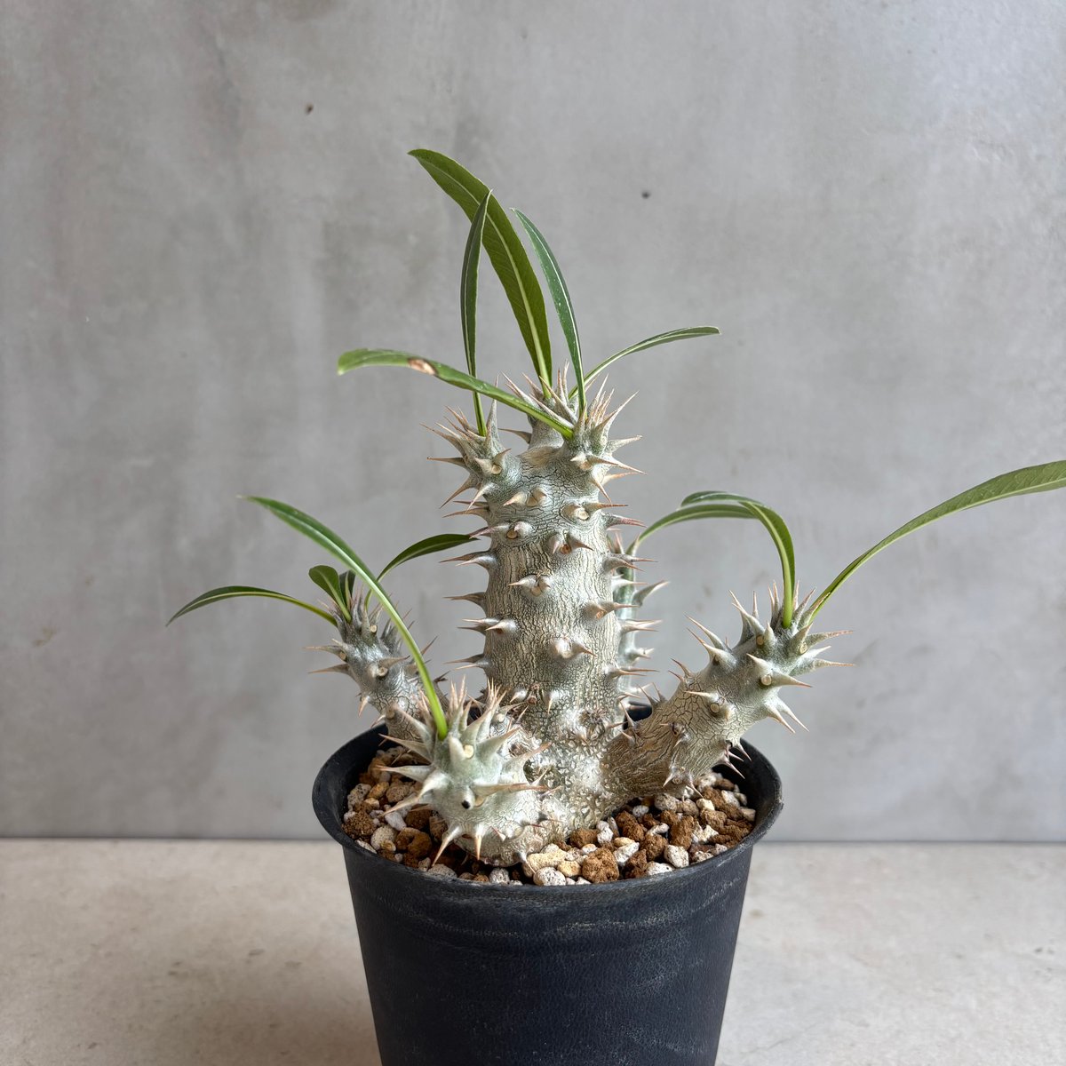 パキポディウム・ホロンベンセ【実生】 (24nov27.h08-10) | GOOD DAYS