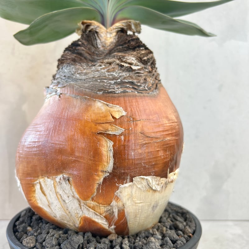 セール！！！　ブーファン　ハエマンソイデス　塊根幅約20センチ！ セール！！！ ブーファン ハエマンソイデス 塊根幅約20センチ！ 【公式