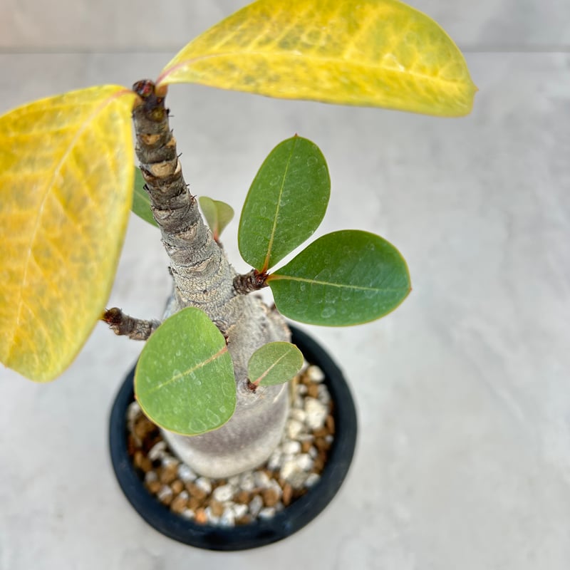 アデニウム・ブラックスキン(25jul7.v42/3-2) | GOOD DAYS