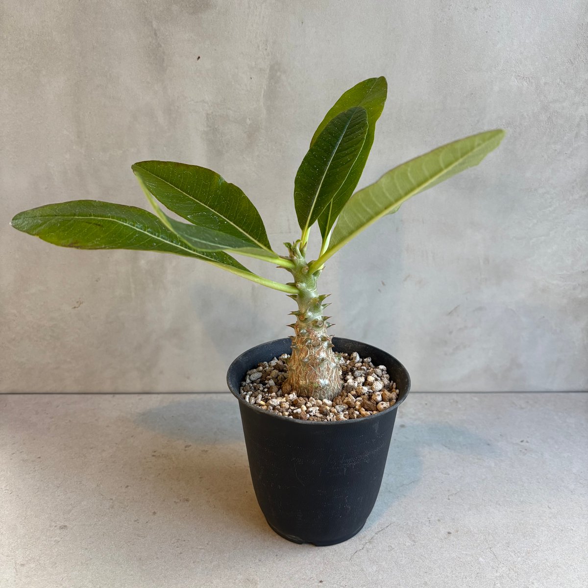 パキポディウム・ウィンゾリー　実生　24-1,2 2株セット パキポディウム ウィンゾリー 実生 | hanayoshi-botanical