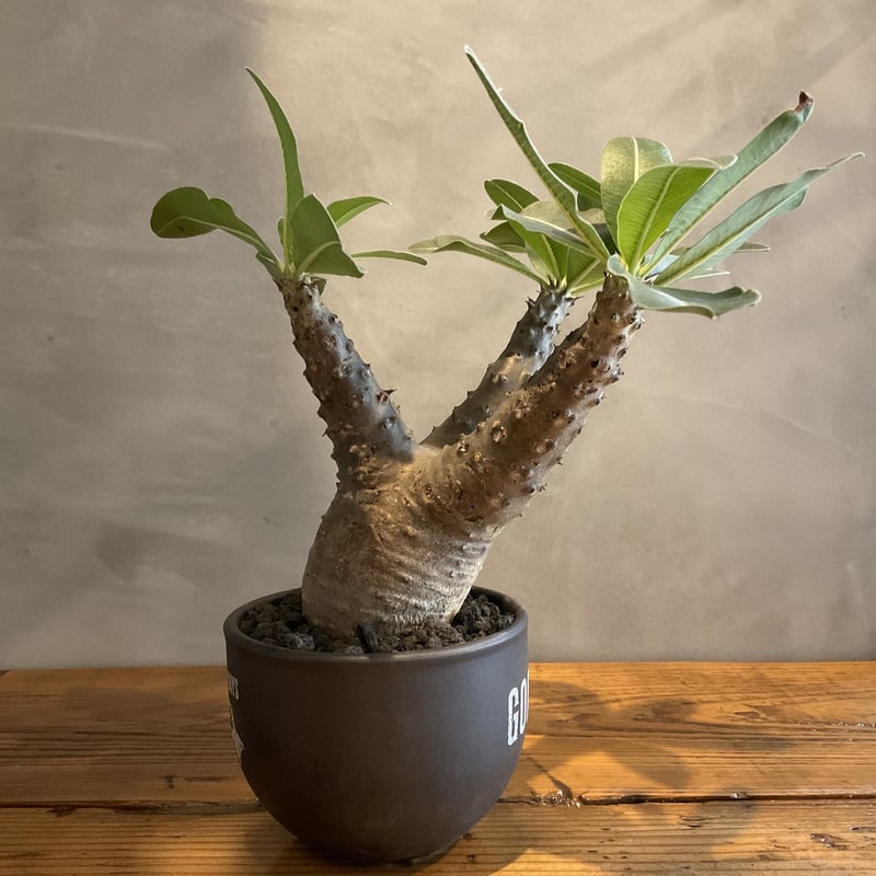 ☆パキポディウム セット（マカイエンセ&サンデルシー）☆ pachypodium makayense パキポディウム・マカイエンセ【GOODDAYS