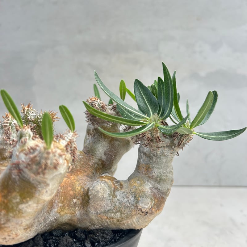 パキポディウム・ブレビカリックス (25jul15v46/2-3) | GOOD DAYS