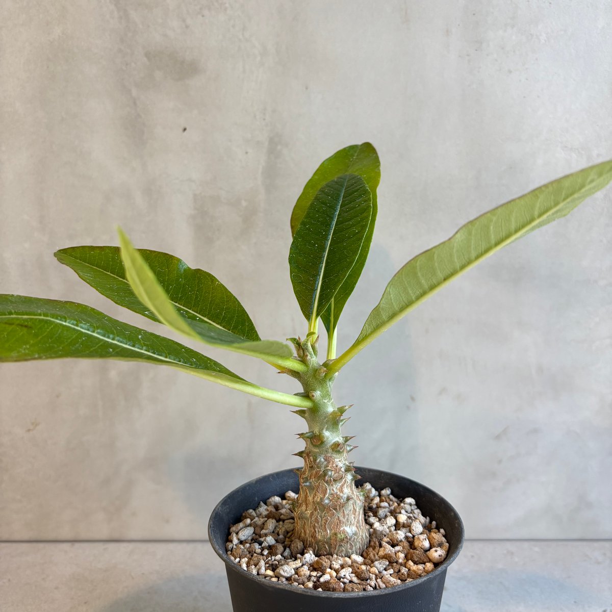 ウインゾリー　いいサイズです。 パキポディウム・ウィンゾリー 【実生】(24nov27.h11-12) | GOOD DAYS