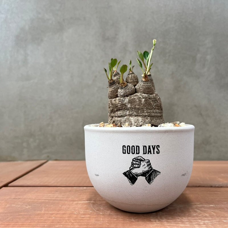 ユーフォルビア ラバティ【GOODDAYS/white鉢セット】23may19.n3-2 |