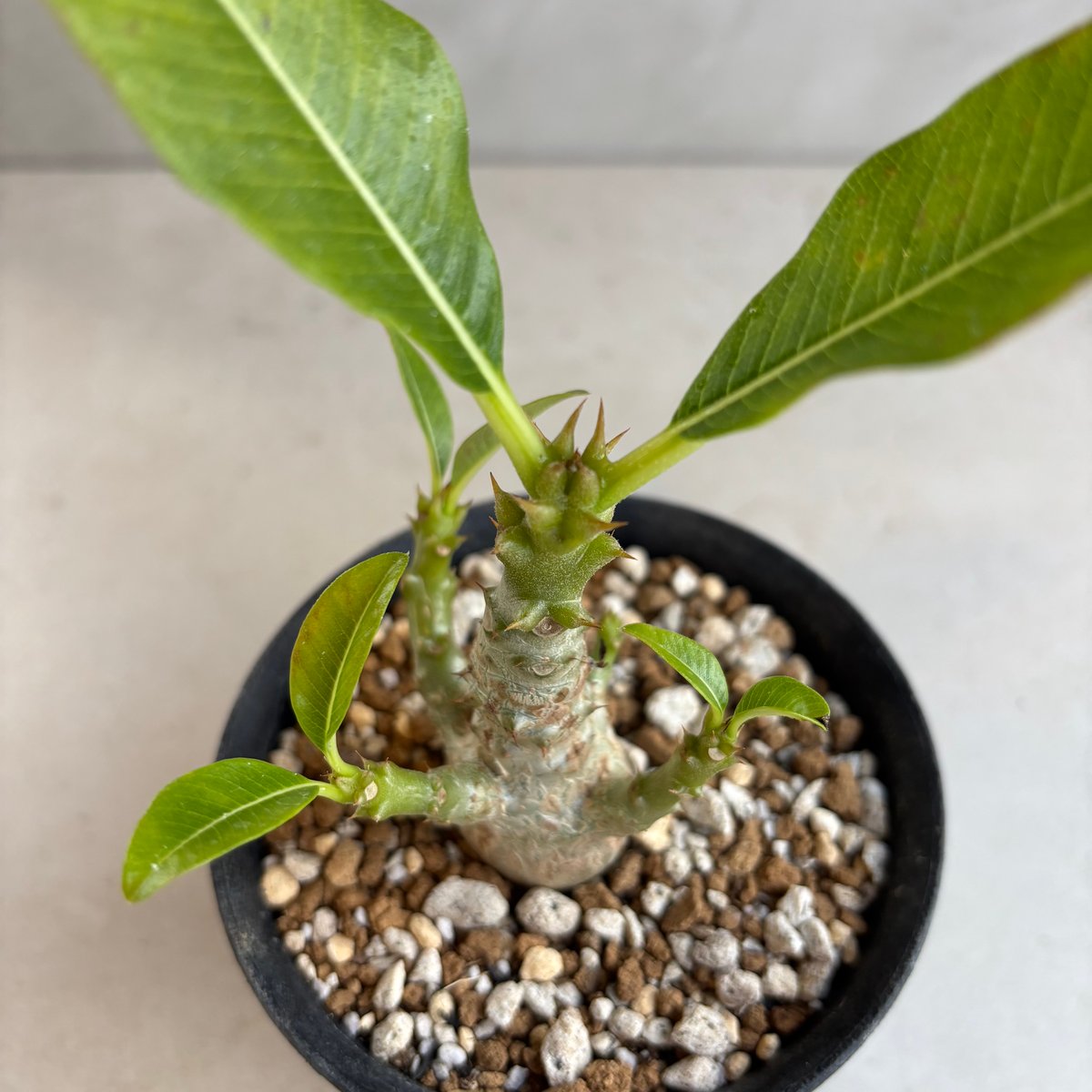 【実生４年】パキポディウム ウィンゾリー パキポディウム・ウィンゾリー 【実生】(24nov27.h11-4) | GOOD DAYS