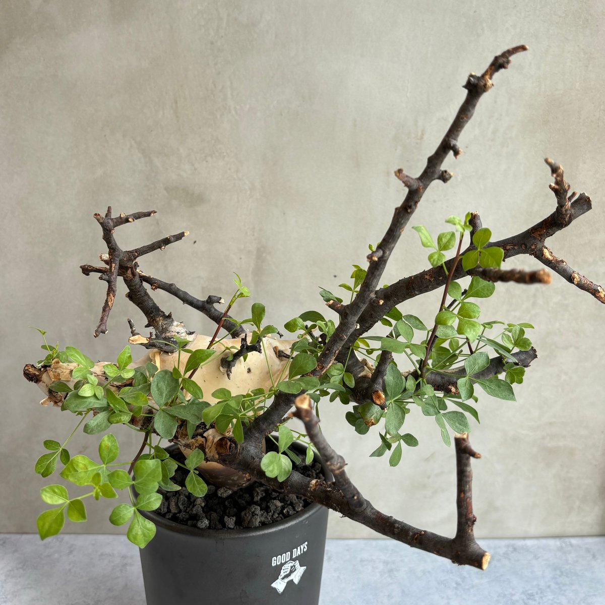ベニオウギヤシ ラタニア・レッド 10号 140cm (Alocasia ベニオウギヤシ ラタニア・レッド 10号 140cm (Alocasia