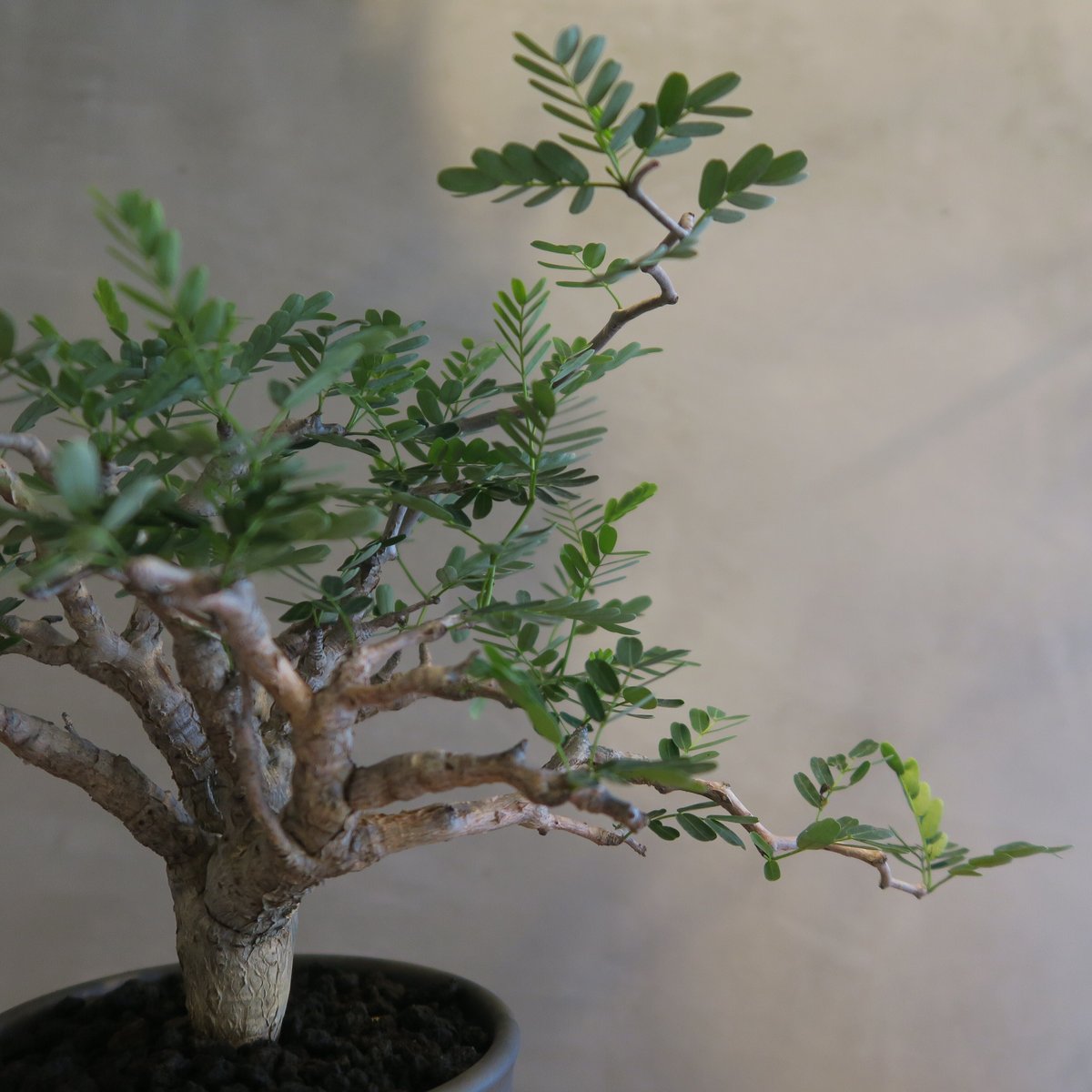 senna meridionalis センナ・メリディオナリス【tiger/gray鉢セット