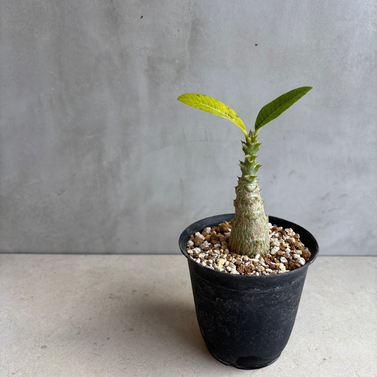 パキポディウム・ウィンゾリー　実生　25-8 パキポディウム・ウィンゾリー 実生 25-8 パキポディウム