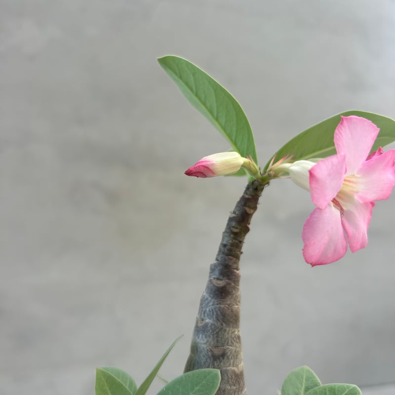 アデニウム・アラビカム ブラックスキン(25jul7.v42/3-1) | GOOD DAYS