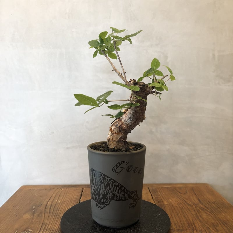 commiphora orbicularis コミフォラオルビクラリス NUTS/gray...