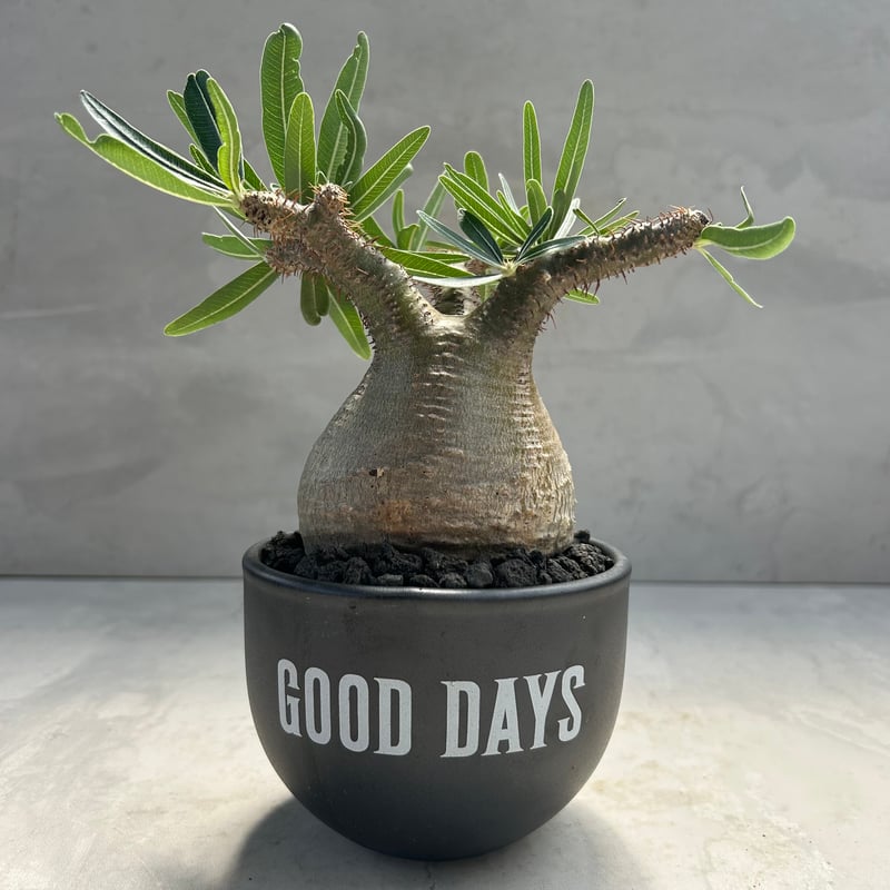 パキポディウム・グラキリス(24dec24.v01-57) | GOOD DAYS