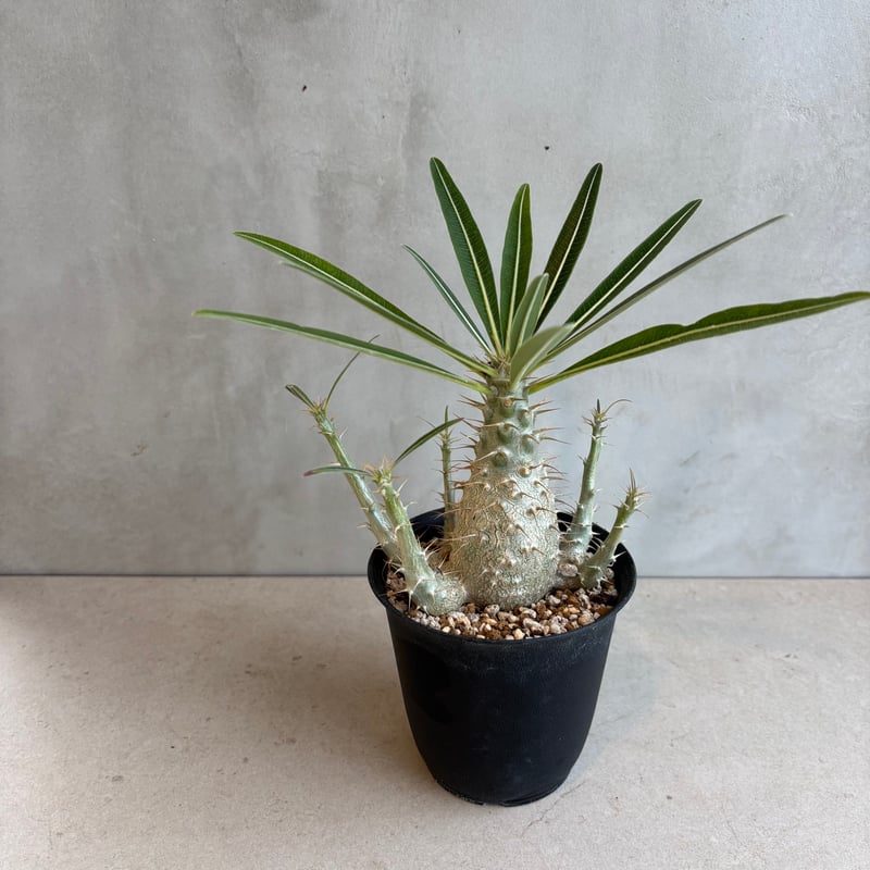 パキポディウム・グラキリス【実生】 (24nov27.h06-16) | GOOD DAYS