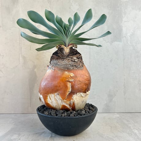 CATEGORY コーデックス | GOOD DAYS