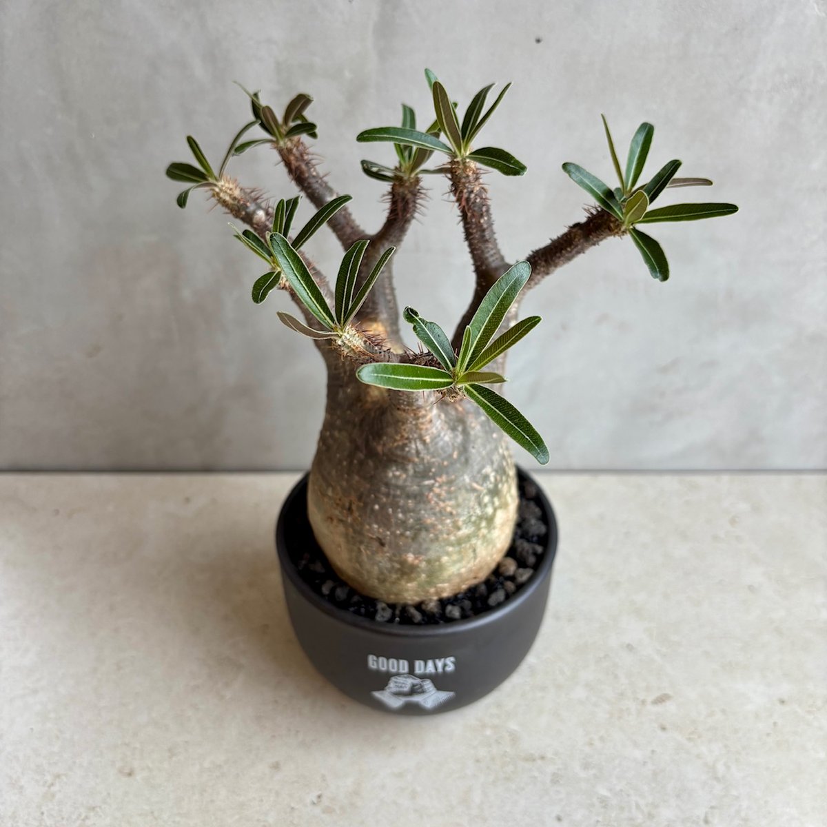 パキポディウム・グラキリス【GOODDAYS鉢 black】(24dec24.v01-1) |