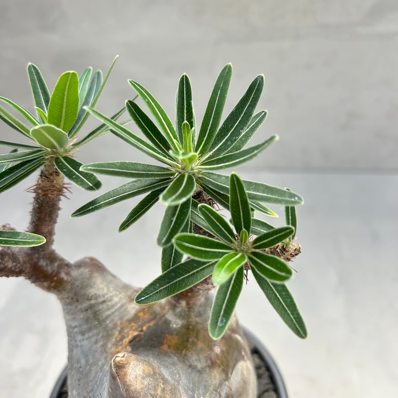 24.パキポディウム グラキリス 園芸ネット本店｜パキポディウム：グラキリス（発根済み株）4号 22-02