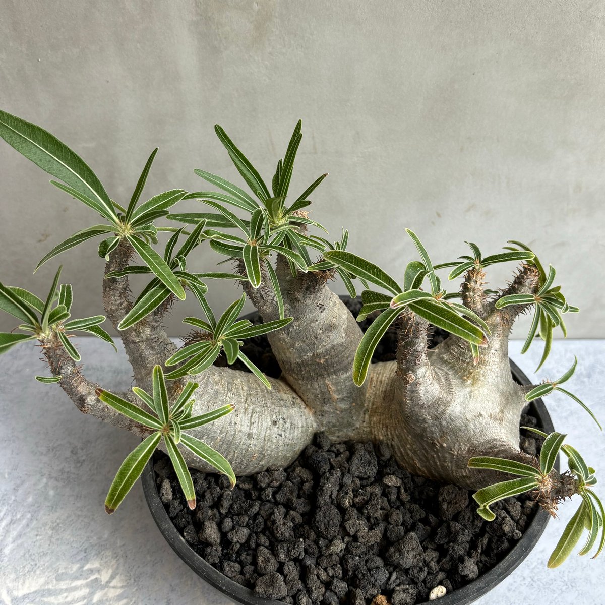 マルチ パキポディウム・グラキリス(24may9.n4-42) | GOOD DAYS