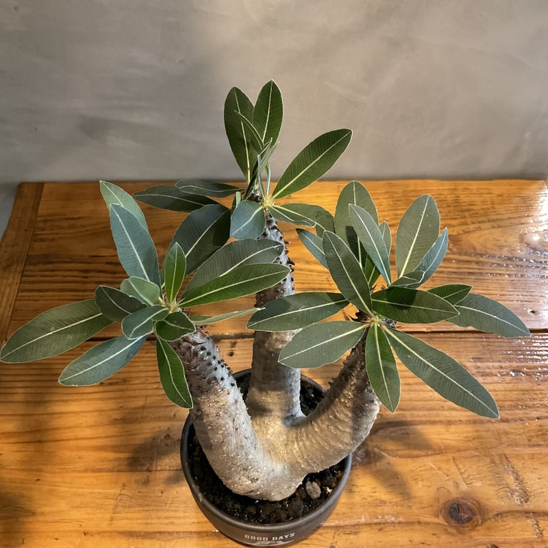 pachypodium makayense パキポディウム・マカイエンセ【GOODDAYS/黒