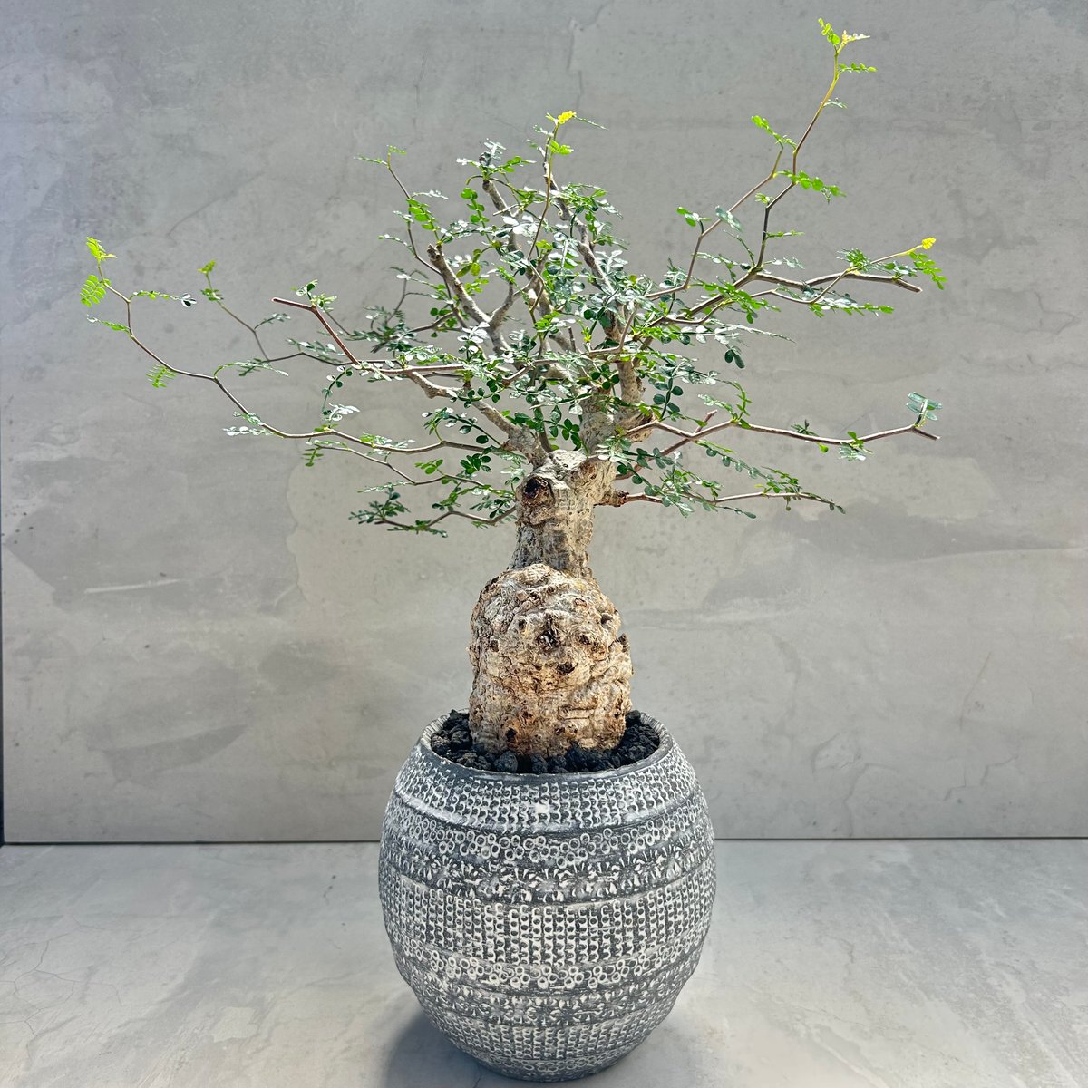 オペルクリカリア・パキプス【浅見 五郎助 作家鉢】(24dec24.v14-16