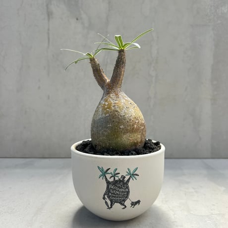 CATEGORY ○塊根植物 | GOOD DAYS