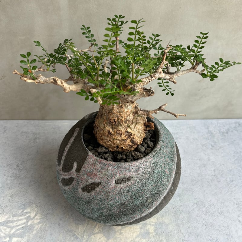 オペルクリカリア パキプス 鉢（SRL）ごと オペルクリカリア・パキプス【浅見 五郎助 作品鉢】（24may9.n6-19