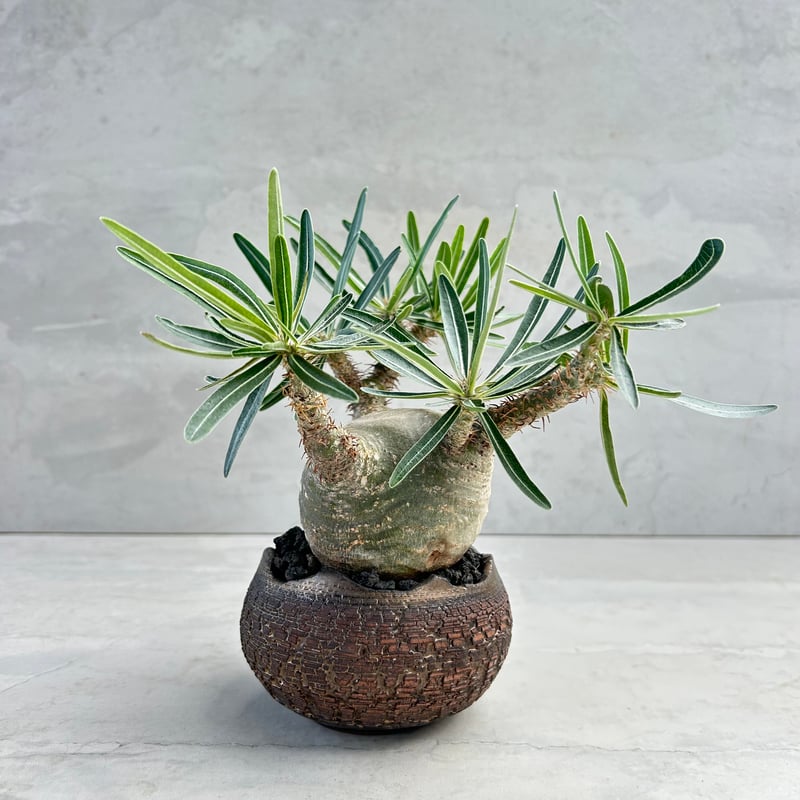 パキポディウム・グラキリス【笠間焼 川澄 智一 作家鉢】（24may9.n4