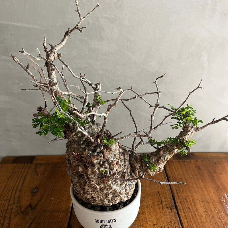 オペルクリカリアパキプス セメント鉢付き 31. オペルクリカリア