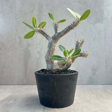 CATEGORY コーデックス | GOOD DAYS