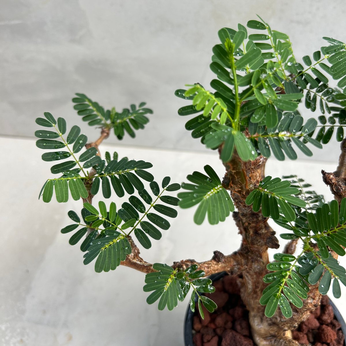 センナ・メリディオナリス(24may19.n1-2) | GOOD DAYS