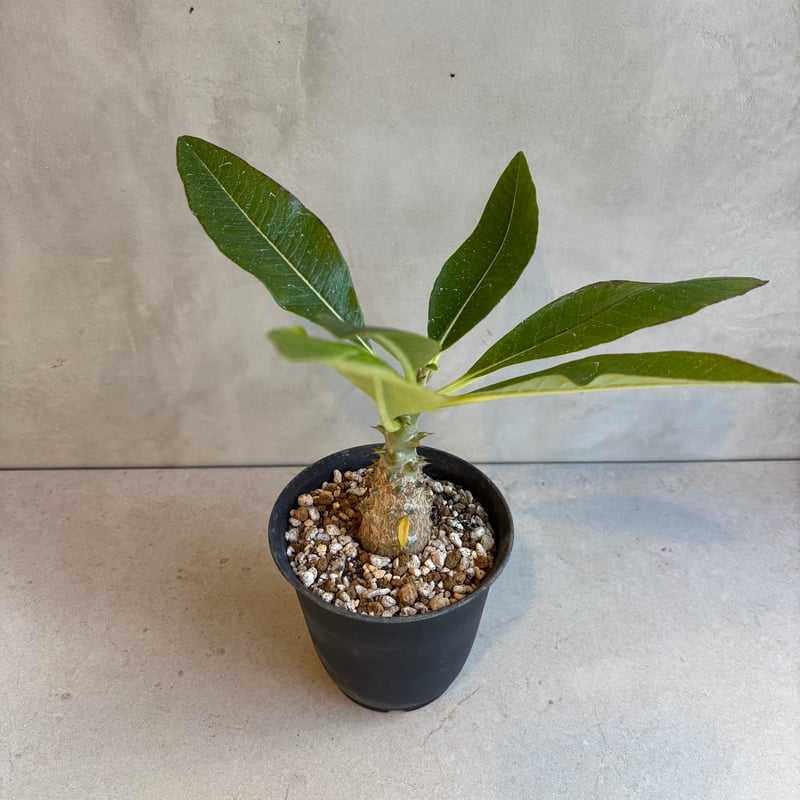 パキポディウム　ウィンゾリー　国内実生　鉢ごと発送 パキポディウム ウィンゾリー 国内実生 鉢ごと発送③