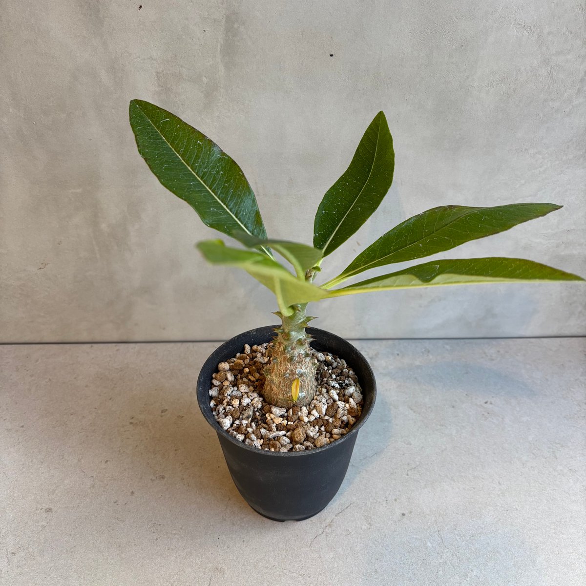 パキポディウム・ウィンゾリー 【実生】(24nov27.h11-12) | GOOD DAYS