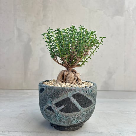 【週末値下げ】パキポディウム グラキリス パキポディウム グラキリス-PG290 | Supervoid Caudex