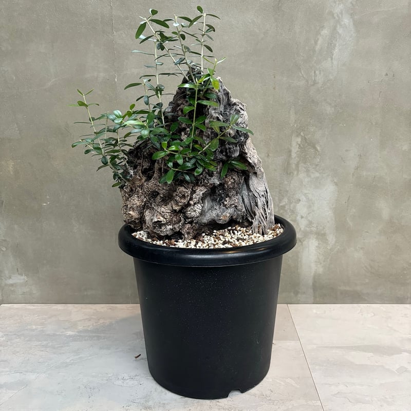 Old olive（24jun4.v3-7） | GOOD DAYS