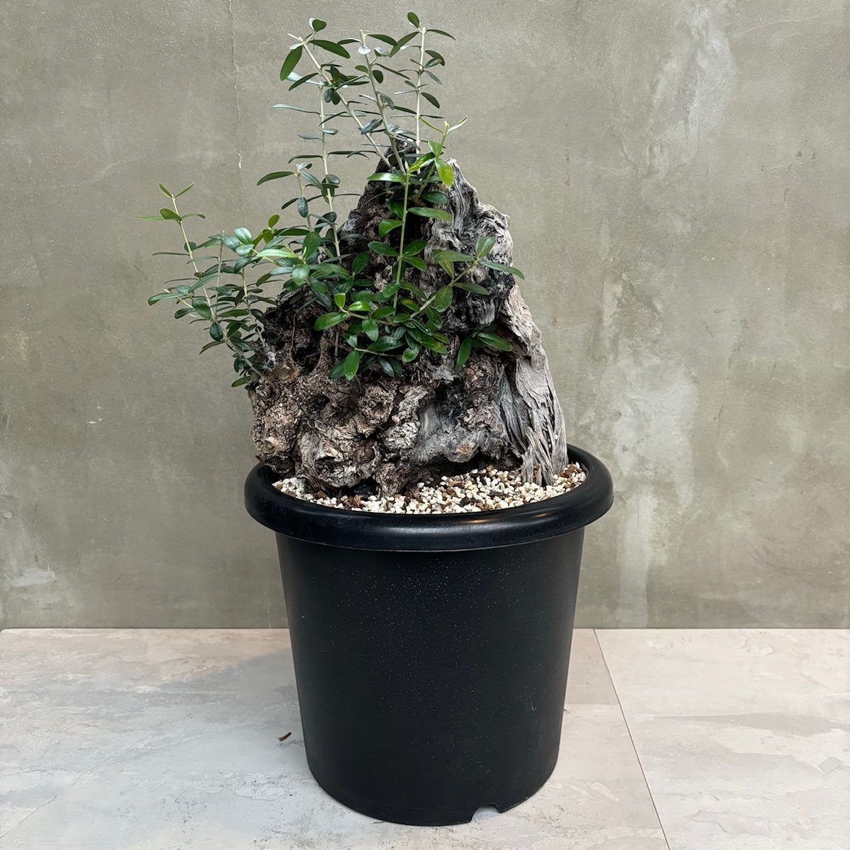 Old olive（24jun4.v3-7） | GOOD DAYS