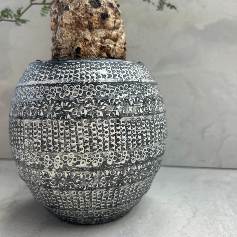 オペルクリカリア・パキプス【浅見 五郎助 作家鉢】(24dec24.v14-16