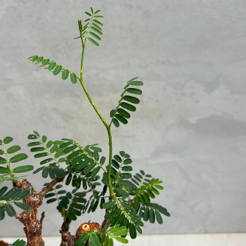 センナ・メリディオナリス(24may19.n1-2) | GOOD DAYS