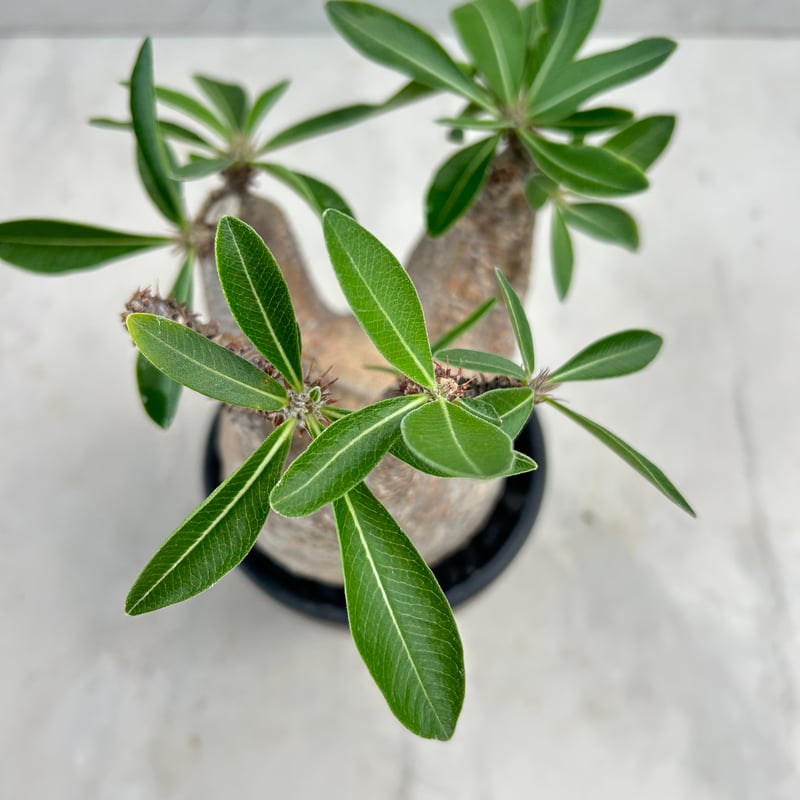 パキポディウム・マカイエンセ(25jul15v06-1) | GOOD DAYS