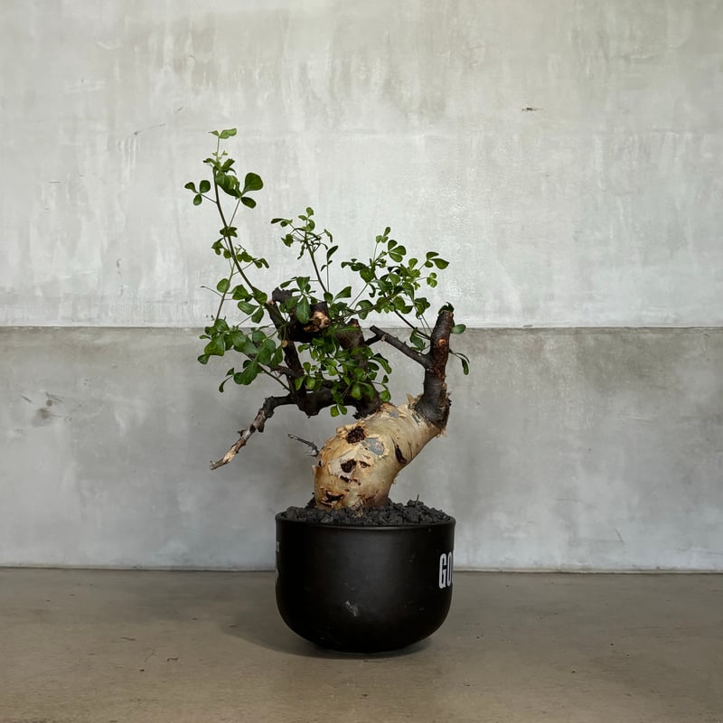 コミフォラ カタフ ピュア【GOODDAYS鉢 black】（24jun29.e1-18） |