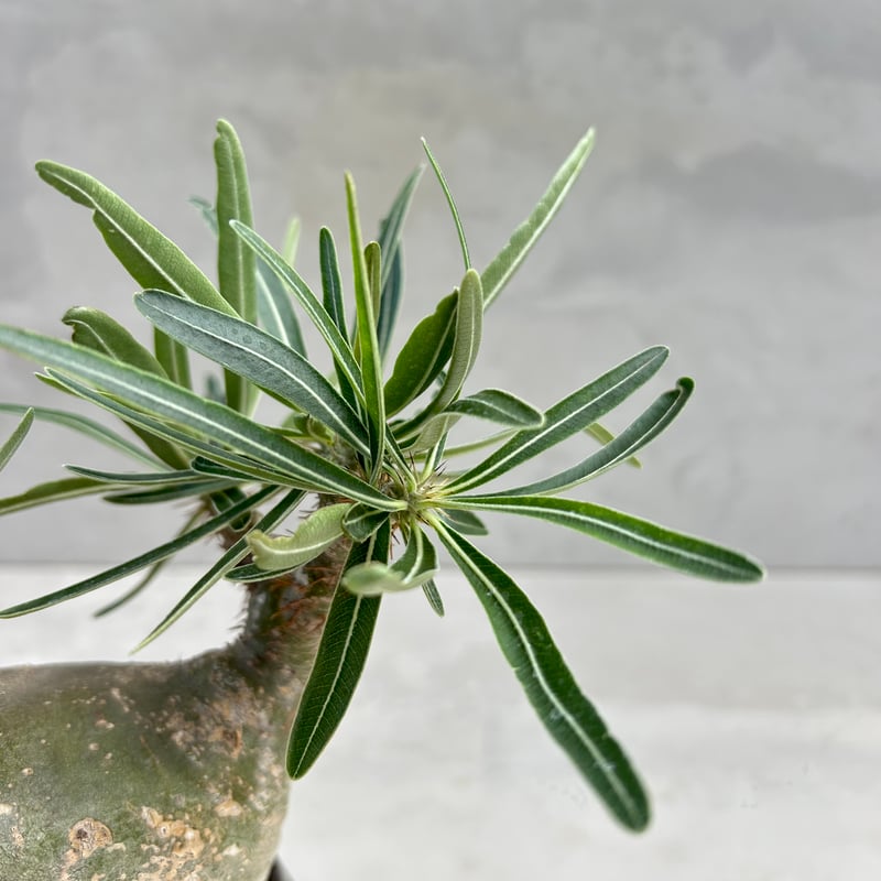 パキポディウム・グラキリス【笠間焼 川澄 智一 作家鉢】（24may9.n4
