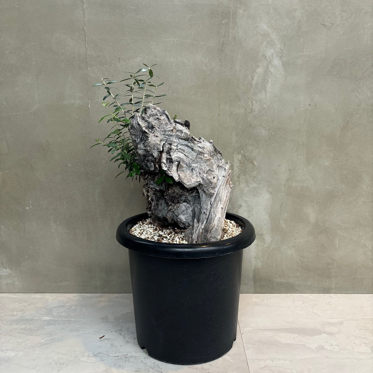 Old olive（24jun4.v3-7） | GOOD DAYS