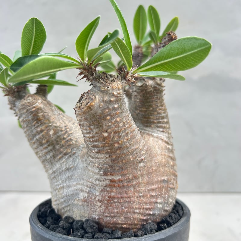 パキポディウム・マカイエンセ(25jul15v06-1) | GOOD DAYS