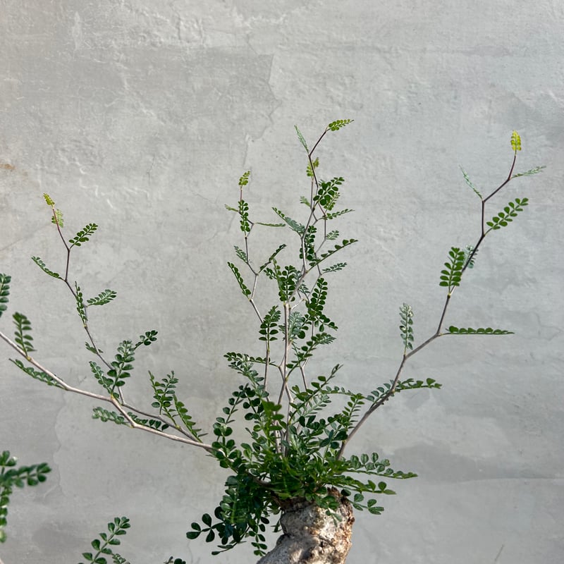 オペルクリカリア パキプス 土日中売り切りたいです。コメントください。良形 オペルクリカリア パキプス | hanayoshi-botanical