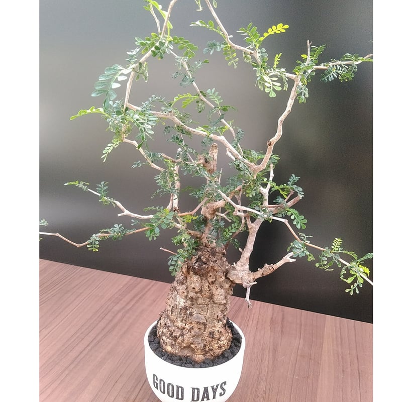 オペルクリカリア パキプス GOOD DAYS白鉢セット GDH11 | GOOD DAYS 